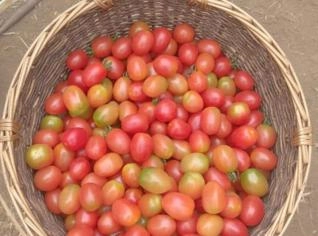 Tomate Cereja Grape Fresquinho - Domingos Martins