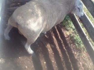Carneiro Texel de 3 Anos - Unidade