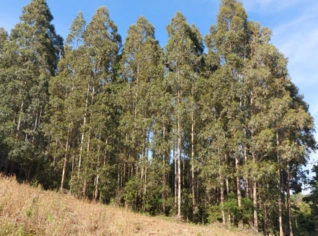 Terreno 12,5 Alqueires com Eucalipto 8+ anos