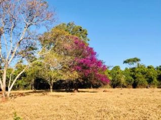 Fazenda com 100 hectares em Petrolina de Goiás - GO