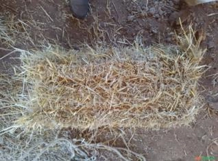 Feno de Trigo de Alta Qualidade - 10 a 12 kg