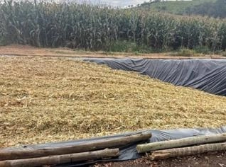 Silagem de Milho de Alta Qualidade em Santo Antônio do Amparo