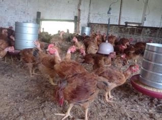 Galinha Caipira Saudável e Pronta para Criação