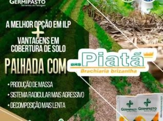 Semente de Piatã - Brachiaria brizantha
