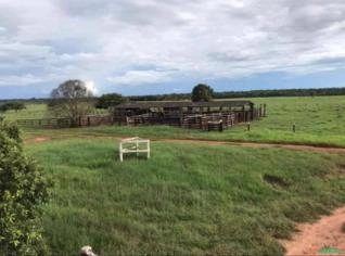 Fazenda em Presidente Médici - 100 alqueires para pecuária