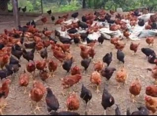 Frango Caipira Vermelho, Preto e Carijo