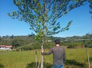 Mudas Acer Burgerianum - Árvores Adultas em Taquara