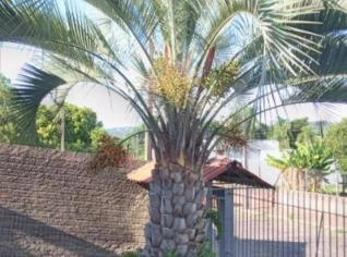 Árvore de Butiá adulta com frutas, 5m de altura