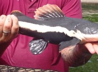 Pirararas 40-50cm, 800g-1kg, Peixe Resistente e Ornamental