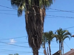 Palmeira Washingtonia com 10m de Altura