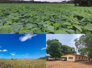Fazenda 40.000 ha com dupla aptidão em Boa Vista