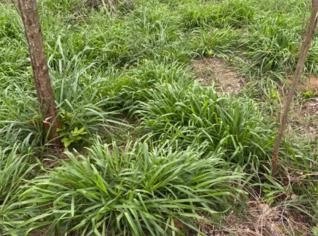 Venda de Milho GMO a R$60,00 por Saco