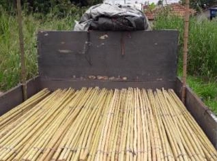 Bambu Tratado para Móveis e Artesanato