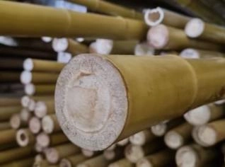 Bambu Tratado de Alta Qualidade