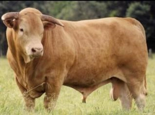 Boi Caracu 2 anos e 5 meses - Carne de Qualidade