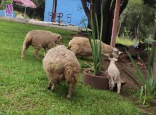 Carneiros Texel - Pacote Completo com 5 Animais