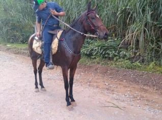Égua Mangalarga Marchador - Marcha Picada, Mansa