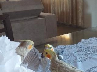 Casal de Calopsitas Mansos para Reprodução
