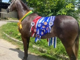 Égua Manga Larga Marcha Campeã à Venda