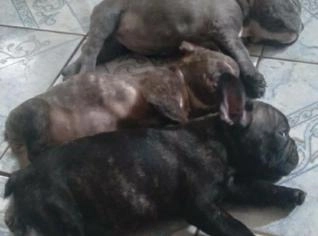 Filhotes de Buldogue Francês - Saúde e Qualidade
