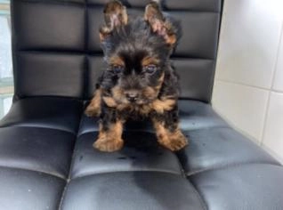 Filhote de Yorkshire Terrier