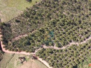 Terreno com Plantação de Café em Corupá, SC