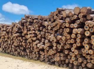 Toras de Pinus Eliotti em Diferentes Tamanhos