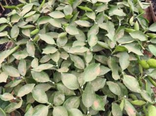 Mudas de Laranja Pera Rio - Natal - Valencia