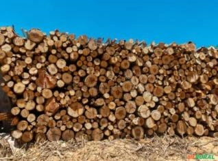 Lenha de Eucalipto para Venda em Suzano - SP