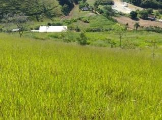 Sítio Toca do Leão à Venda em Cordeiro - RJ