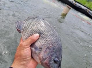 Tilápia Fresca em Sistema RAS - 650 a 850g