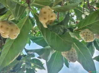 Fruta Noni Natural - Preço Especial