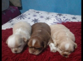Filhotes de Shih Tzu Macho e Fêmea - RJ das Pedras