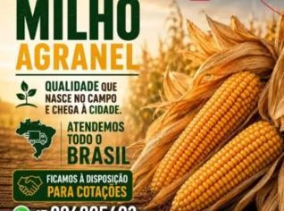 Milho Agranel de Alta Qualidade em Fernandópolis