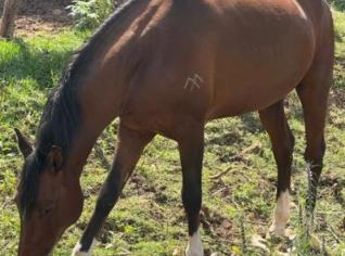 Cavalo Manga Larga Mineiro em Atibaia - Excelente para Sela