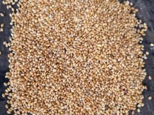Compro sementes de Milheto direto do produtor