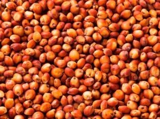 Sorgo Grão: Nutrição Animal em Kilo