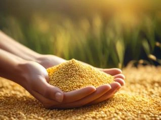 Milheto em Grão: Nutrição Animal de Qualidade