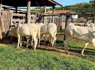 Bezerros Nelore Desmamados de Qualidade Extra