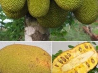 Compro Jaca Verde Dura no Atacado