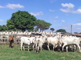 Lote com 28 Bezerros Nelore, 13 meses, 270kg média