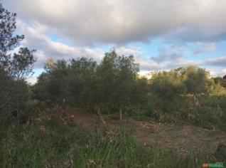 Árvores de Oliveira com 15 anos - Juquitiba SP