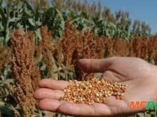 Vendo 6.000 Sacos de Sorgo - Campo Alegre GO