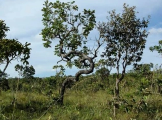 Cota de Reserva Legal no Bioma Cerrado