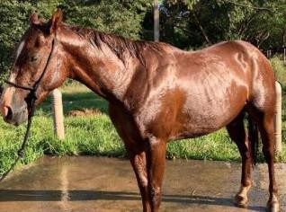 Potro Quarto de Milha Alazão Macho Registrado