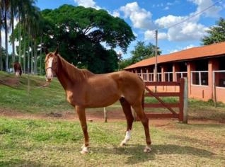 Égua Puro Sangue Árabe Alazã para Salto - 8 Anos