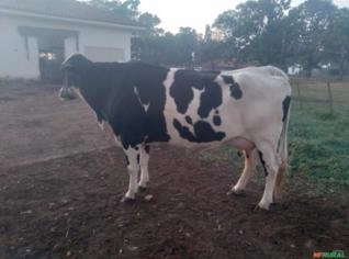 Vaca Girolanda em Lactação - 25L Diários