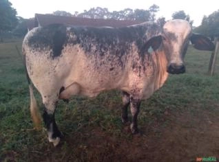 Vaca Girolanda em Lactação - 25L por Dia