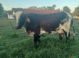 Vaca Girolanda em Lactação 25 litros - Mansa p/ Ordenha