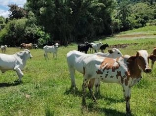 Gado Nelore e Anelorado em Angatuba - 6 Cabeças